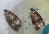 Endothenia sp.